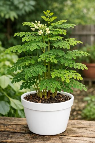 Image of Natural Live Drumstick Plant (Moringa Oleifera) with Pot | Healthy Green Medicinal Plant | Easy Maintenance Live Plant for Home, Office, Balcony, Terrace & Garden
