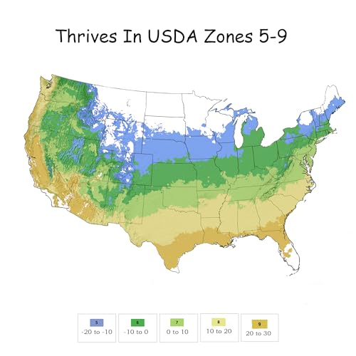 Proven Winner Pugster Buddleia, True-Blue Flowers, 2 Gal. (Pugster Blue) image 7