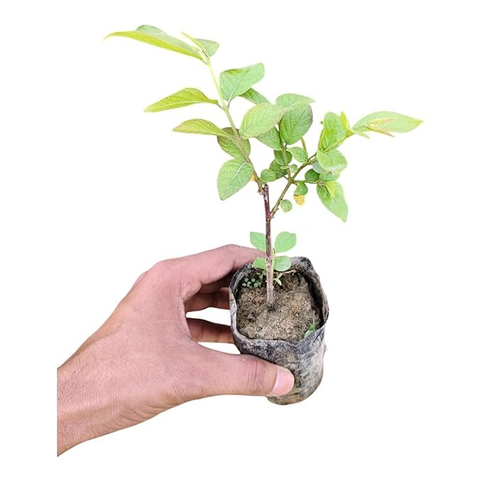 Image of Live Madhumalti Creeper Plant - Double Petal Rangoon Combretum Indicum | Fragrant Indoor & Outdoor Flowering Climber Plant with 3 Inch Plastic Pot
