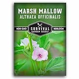 Marshmallow Seeds for Planting - Marsh Mallow Medicinal Herb, Althaea Officinalis, Traditional Root Plant for Herb Garden - Heirloom Non-GMO Open Pollinated - Survival Garden Seeds (1 Pack)