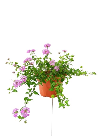Lantana Rastrera Planta Natural para Suelos Áridos