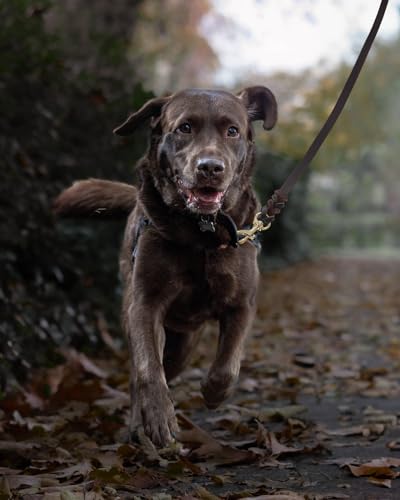 Leather Dog Leash and Care Tips