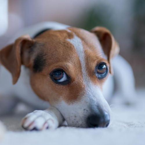 『Diarrhée chez le chien : causes courantes et traitement』のカバーアート