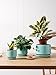 LE TAUCI Ceramic Plant Pots, 4.3+5.3+6.8 inch, Set of 3, Planters with Drainage Hole and Saucer, Indoor Flower Pot with Hole Mesh Pad, Gifts for Mom, Aqua