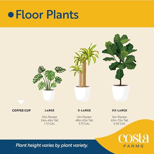 Image of Costa Farms Fiddle Leaf Fig Tree Live Plant in Plastic Pot, Large Indoor Houseplant, Perfect for Home, Room, or Office Decor, Great House Warming or Birthday Gift, 5-6 Feet Tall
