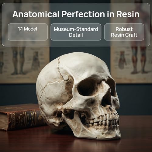 Image of SOACH Resin Skull, 1:1 Human Skull, Human Head Model for Home Decoration, Halloween Statue, Bone Model, Model Anatomical Medical Skeleton, Jaw is Movable (White)