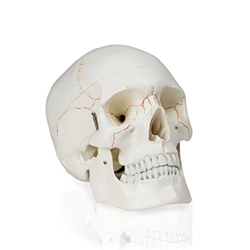 Image of B10226 Skull with Blood Vessels (3 Parts), Life Size, 5Height, 4.5 inch Wide, 7 inch Length