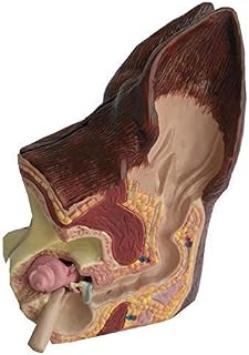 Anatomy Model, Canine Ear Model, Dog Ear Anatomy 2 Sided Model Normal Health and Infected Pathological Ear Family Veterinary Equipment Teaching Model