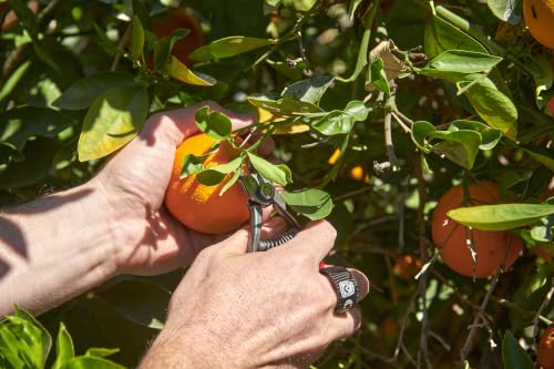 Tijeras corona para manzanas y naranjas miniatura 6