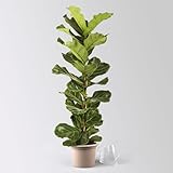 Pflanzen Kölle Geigenfeige 'Ficus Lyrata', Pflegeleichte Zimmerpflanze Höhe 100 cm im 21 cm Topf