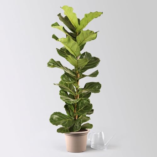 Pflanzen Kölle Geigenfeige 'Ficus Lyrata', Pflegeleichte Zimmerpflanze Höhe 100 cm im 21 cm Topf