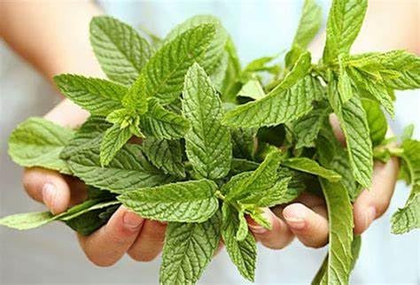 100% Natural Tea Mint Loose Leaves 1.76 oz / 50 gr Product of Ukrainian Carpathians (3 Pack)