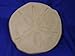 Sand Dollar 13 Inch Plastic Craft Mold use with Concrete or Cement for Making Stepping Stones 1255