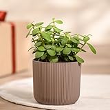 UGAOO Jade Plant in Mocca Ibiza Pot | Low-Maintenance Succulent for Home Decor, Office Desk & Good Luck Feng Shui Plant
