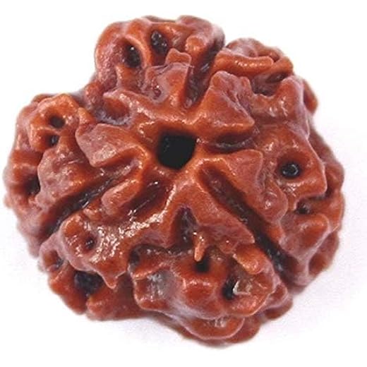 3 Mukhi Nepali Rudraksha Original Certified