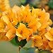 New Arrival! Blooming Plants Yellow Bougainvillea Spectabilis Willd Seeds Bonsai Plant Bougainvillea Flower Seeds - 100 PCS