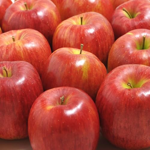 [先行予約] シナノスイート 秀品 5kg りんご 令和8年産 2026年産 果物 ※沖縄・離島への配送不可 sb-rissx5