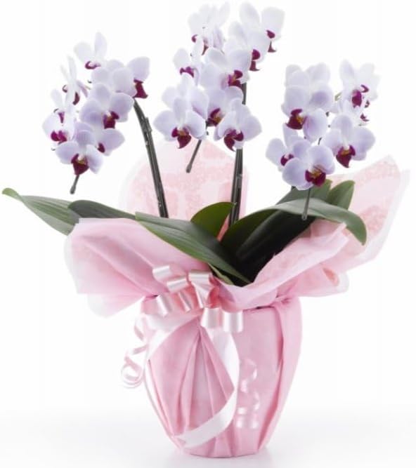 リヤドロ（Lladro リアドロ 陶器人形 置物） 花と少女 カーネーション