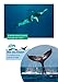 Collins Big Cat ― WHALE STRANDINGS: A MYSTERY OF NATURE: Band 10+/White Plus: Band 10+/White Plus
