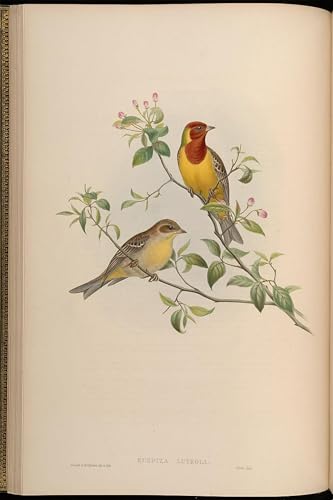 Tableau oiseau Emberiza Luteola John Gould style art mural classique