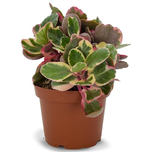 Kalanchoe Variegata Planta Natural en Maceta | Calanchoe Variegada Planta Suculenta Viva | Ideal para Interior y Exterior | Hojas Decorativas Tricolor | Muy Resistente y de Fácil Cuidado