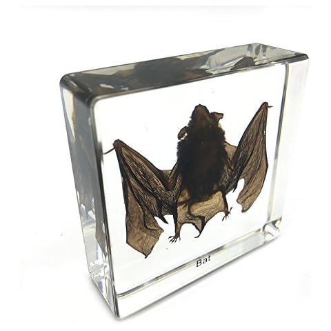 Amazingbug Real Bat Specimens Science Classroom Specimen for Science Education Cover