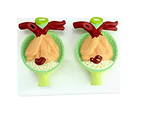 AmhuuiAnatomical Human Proteinuria Model，Medical Proteinuria Model Teaching And Learning Aids, Science Kits, Lab Supplies Renal Anatomy Urology Hypertension