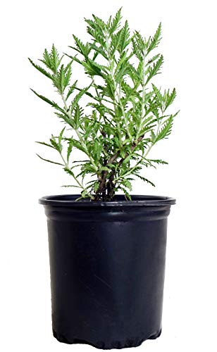 Perovskia atriplicifolia (Russian Sage) Perennial purple flowers 1 - Size Container