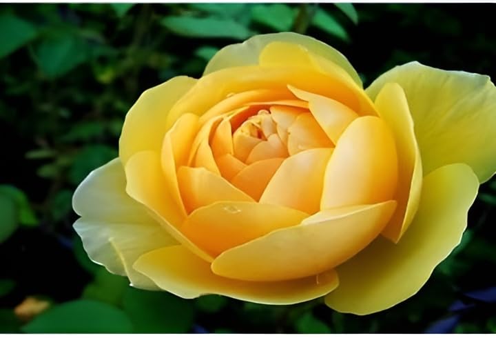 See full amazon price history chart for Oxiflora "Grafted Yellow Camellia Best color flower Plant " Hybrid - 1 Healthy Live Decorative japanese-rose-Flowering Plant 1-1.5 Ft Height in Nursery Grow Bag for Home Garden Oxiflora "Grafted Yellow Camellia Best color flower Plant " Hybrid - 1 Healthy Live Decorative japanese-rose-Flowering Plant 1-1.5 Ft Height in Nursery Grow Bag for Home Garden (B0CTCHPYXR) Amazon Price History, Amazon Price Tracker