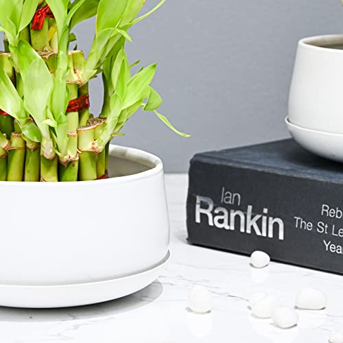 Pot's & Plant's Metal Planter Pot for Indoor Plants & Flowers Table Top Planter for Living Room, Home Decor, Terrace, Balcony & Home Gardening (Matte White with Drain Plate, 2)