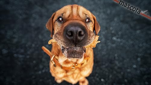 123... Hund dabei! - Hirsch-Ohren 1kg - 100% Natürlich - Premium Light-Snack - schonend getrocknet - 100% Hirschohren - Hirschohren für Hunde - Kauartikel für Hunde - Kauspaß - Zahngesundheit