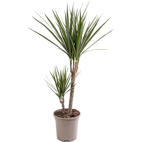 Large Dragon Tree Indoor House Plant Cover
