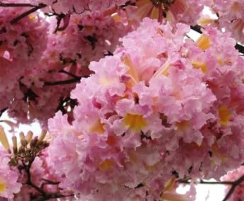 Amazon.com : Generic 100pcs Jacaranda Flower Seeds Pink : Patio