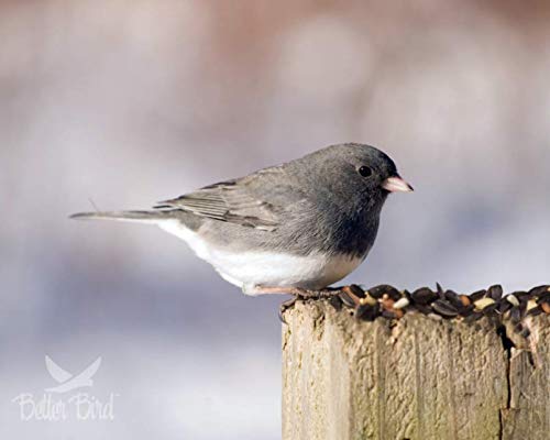 GLOBAL HARVEST FOODS 11874 Food Bird Fruit/nut Blend, 14 lb