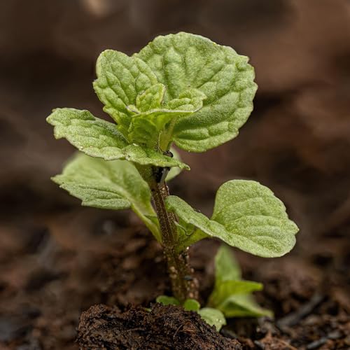 Seed Needs Mint Seeds for Planting Spearmint & Peppermint - Non-GMO Heirloom & Untreated Herb Seed to Plant an Indoor/Outdoor Culinary Medicinal Garden (Collection of 2 Packets) - Image 6