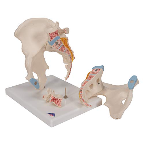 Image of 3B Scientific H21 /1 Male Pelvis- 3 Part - 3B Smart Anatomy