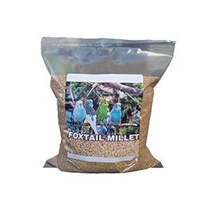 Akolity Foxtail Millet Kangni Seeds – All Life Stages Bird Food (Small Size, 1 Kg)