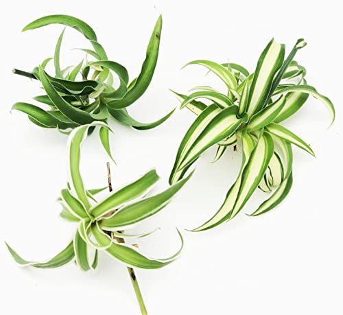 Spider Plant Trio