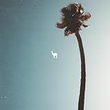  Guanaco