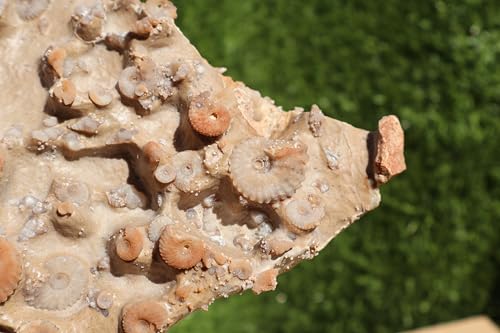Image of Ammonites & Gastropods Plate Cretaceous Fossils Fossils from Morocco Fossil Rock ammonites Fossil from Morocco A117