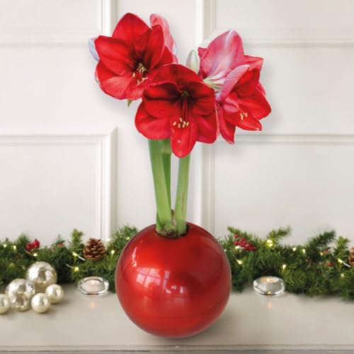 Amaryllis Red in Decorative Red Globe – 1x Indoor Winter Flowering House Plant, Easy to Grow, Vibrant Festive Display, Perfect for Home Décor or Seasonal Gift by Thompson & Morgan