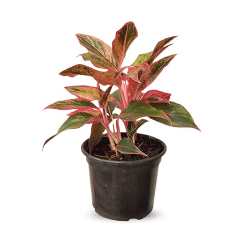 Muda de Aglaonema Siam Aurora no Pote 11