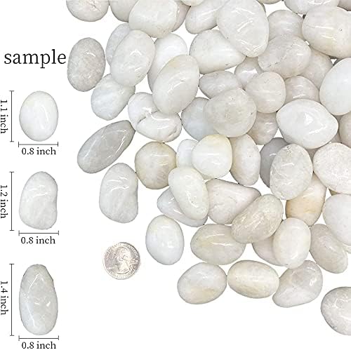Image of 2.5Kg Natural Polished Pebble Stones (White Polished) Terrarium|Succulents|Garden Pots|Gardening|Bamboo Plants & Multi Purpose Pack(2.5Kg, 20-30 mm, White Polished)
