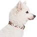 Blueberry Pet 7 Patterns Spring Scent Inspired Pink Rose Print Ivory Adjustable Dog Collar, Medium, Neck 14.5