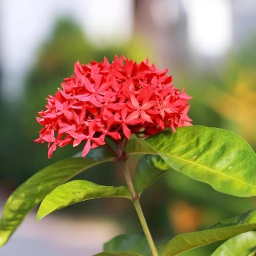 Image of Most Beautiful Fragrange Hybride inch Flower inchTree Plant Pack of 1|| For Home Garden Outdoor Live Flower Tree Plant (Red Rangon)