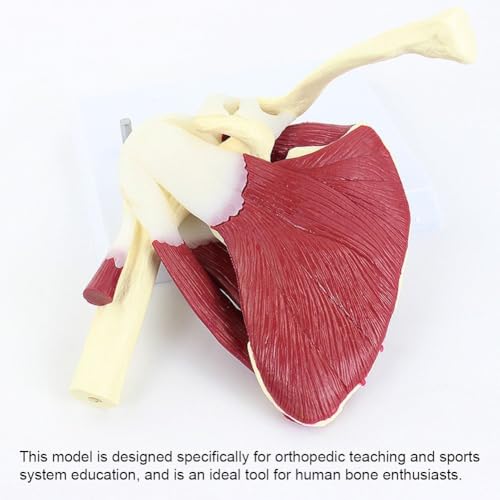 Modèle de l'épaule avec musculature complète et coiffe des rotateurs pour université