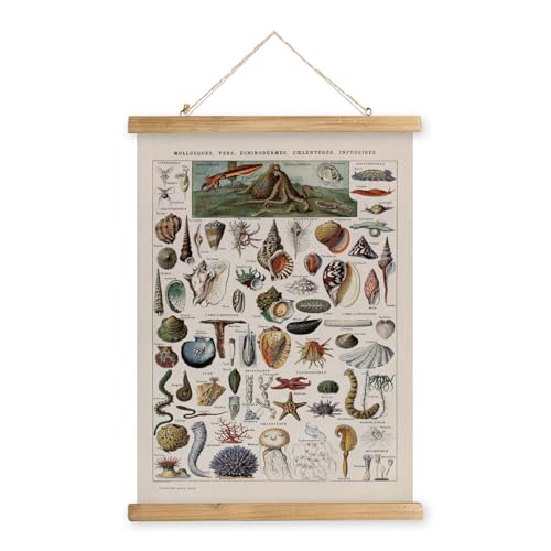 XIAOAIKA Póster de zoología vintage, gráfico ilustrado de invertebrados y vida marina con marco de madera, arte de pared de biología educativa para aulas de ciencias y entusiastas de la naturaleza, 20