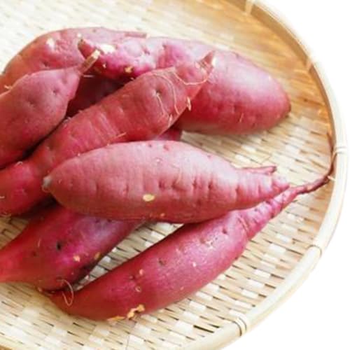 紅あずま 5kg [2025年10月から発送開始](茨城県共通返礼品 [さつまいも]:行方市産) さつまいも 紅あずま 芋 いも 野菜