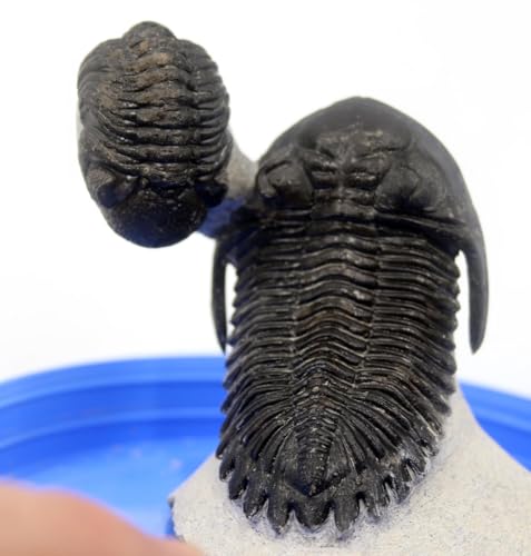 Hollardops & Phacops Trilobite Fossils Morocco #18325
