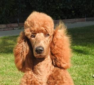 Men in Black will enlighten and enrage a Patriot